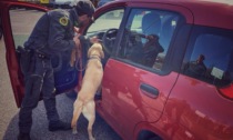 Controlli alla stazione di Pistoia: fermati in tre grazie al fiuto dell'unità cinofila