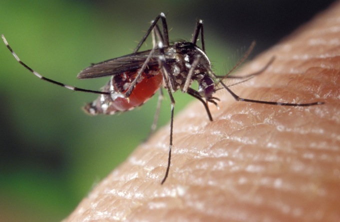West Nile Virus, un caso sospetto anche a Chianciano Terme (Siena)