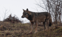 Scambia un lupo per un cane e lo uccide con un colpo di fucile