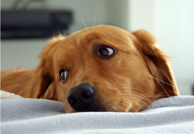 Mai più cani alla catena, il divieto sarà tutto l’anno