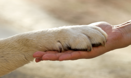 Il cane resta per giorni sul luogo dell'incidente, la padrona è in ospedale. La polizia li fa riabbracciare