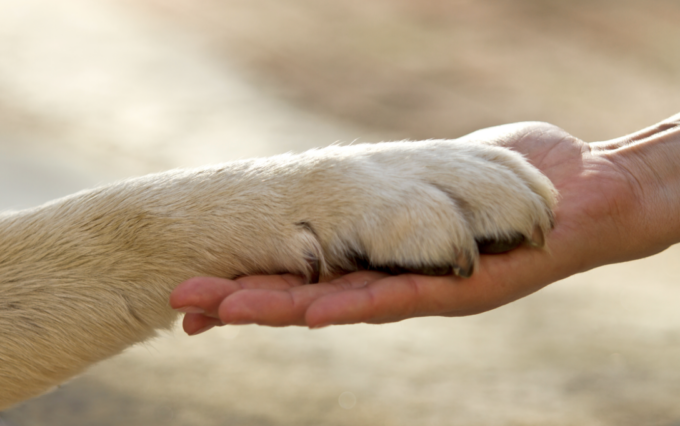 Il cane resta per giorni sul luogo dell’incidente, la padrona è in ospedale. La polizia li fa riabbracciare