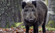 Primo caso di peste suina africana in Toscana, morto un cinghiale a Zeri