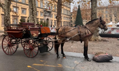 Scoppia un petardo, cavallo si imbizzarrisce e si scontra con la carrozza contro un'auto