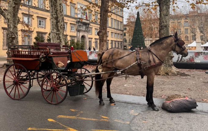 Scoppia un petardo, cavallo si imbizzarrisce e si scontra con la carrozza contro un’auto