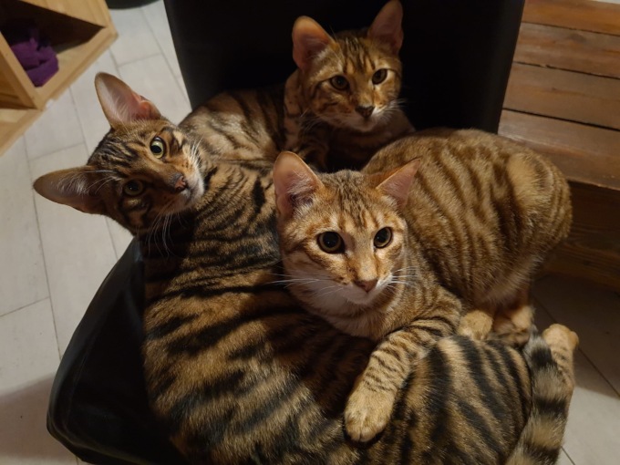 Un caffè in compagnia dei gatti, a Firenze ha aperto il primo Cat Cafè