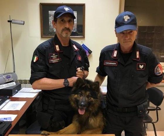 Morto il cane Battman: l’Arma dei carabinieri in lutto