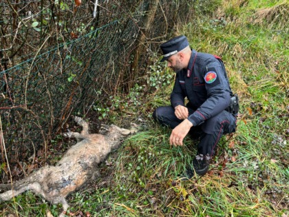 Lupo Pistoia