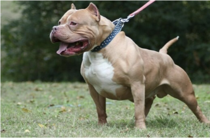 Aggredito perché chiedeva di tenere il pitbull al guinzaglio, avvocato finisce in ospedale