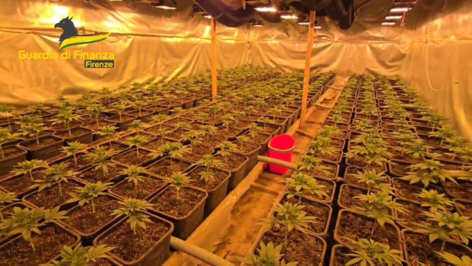 Fabbrica della droga a Sesto Fiorentino: sequestrata piantagione di cannabis da 729 piante