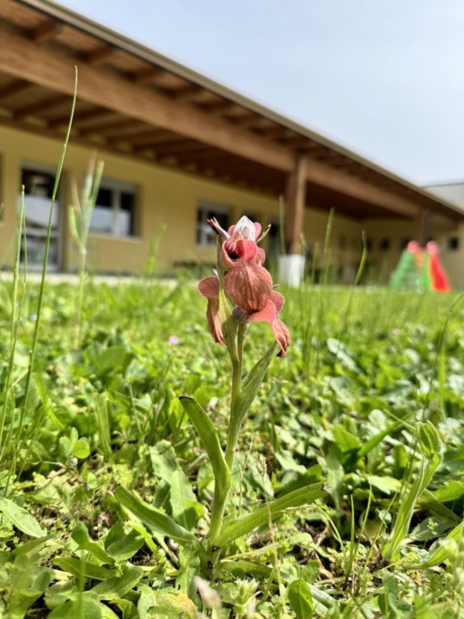 Una rara orchidea nel giardino di una scuola in Versilia