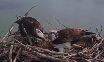 La prima schiusa dei falchi pescatori nella laguna di Orbetello