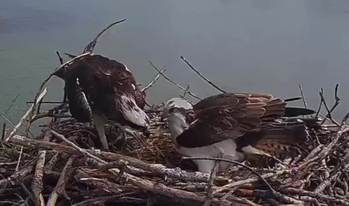 La prima schiusa dei falchi pescatori nella laguna di Orbetello