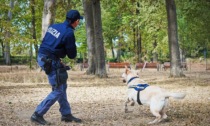 Calzini pieni di cocaina sull'albero: la scoperta di un poliziotto a spasso con il cane a Empoli