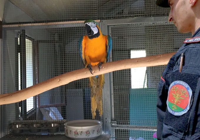 Esemplare di Ara Ararauna tenuto in condizioni precarie: proprietario segnalato per maltrattamento di animali