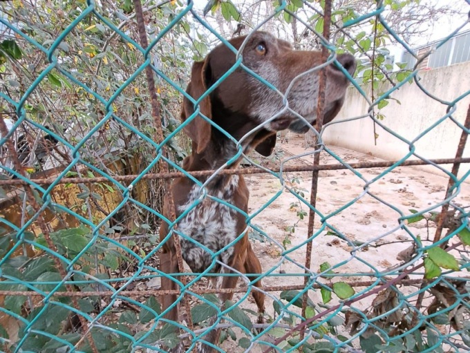 Cani denutriti e feriti costretti a vivere tra escrementi e rifiuti: sequestro e denuncia a Livorno