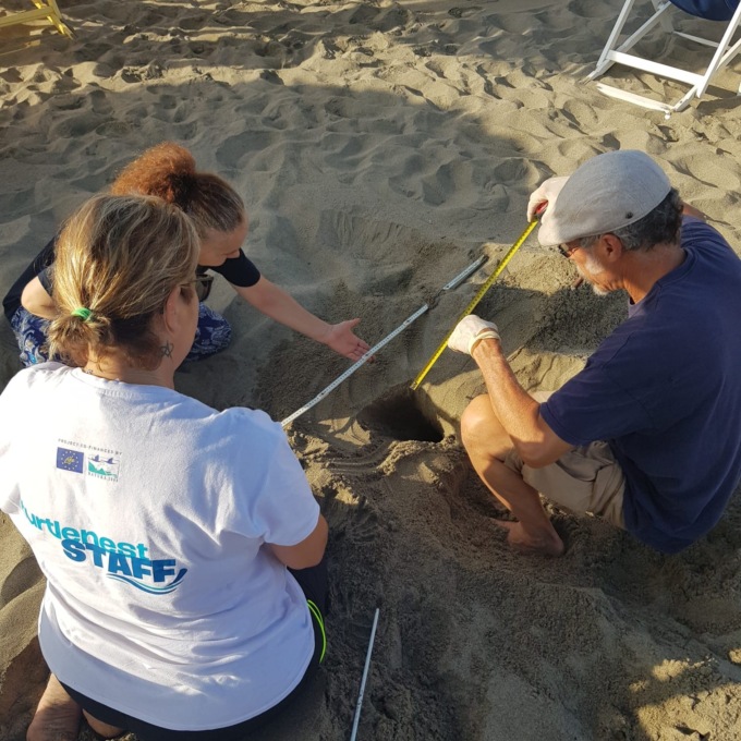 Nido tartaruga caretta caretta in spiaggia di Forte dei Marmi