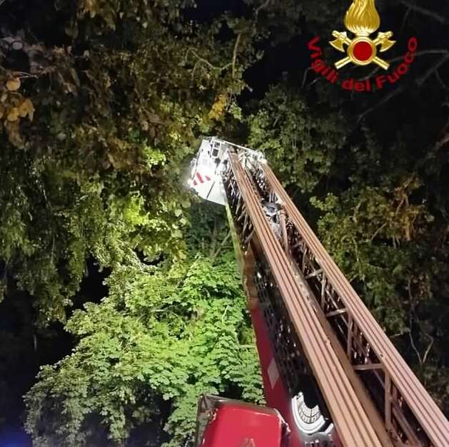 Crolla un platano sulla mura di Lucca: non ci sono feriti ma tornano le polemiche