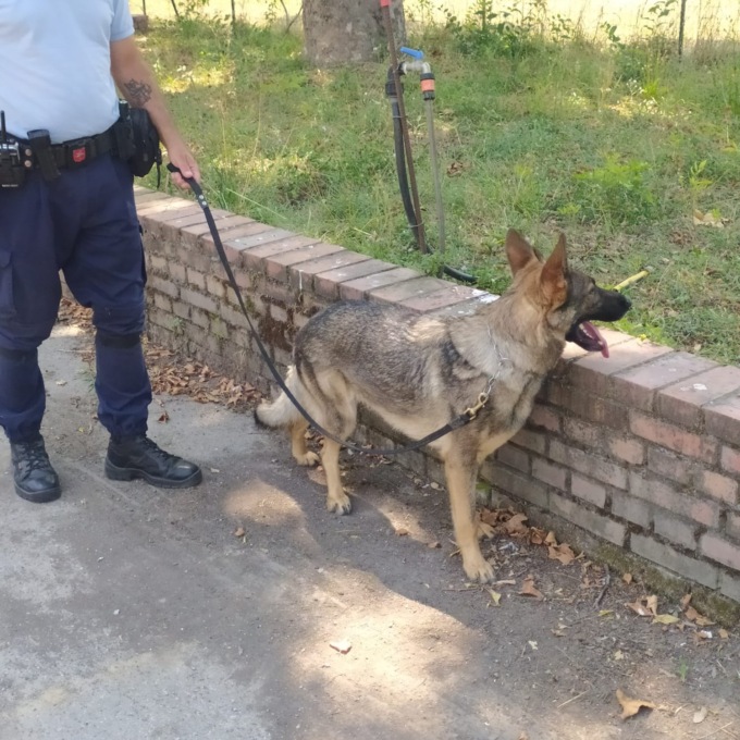 Il cane antidroga Tesla trova 90 grammi di hashish
