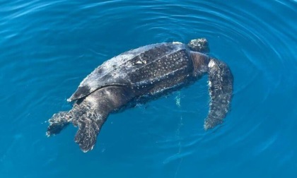 Tartaruga liuto di 300 chili trovata senza vita nel mare della Versilia