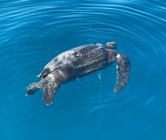 Tartaruga liuto di 300 chili trovata senza vita nel mare della Versilia