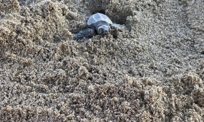 Castiglione della Pescaia (Grosseto), prime tartarughe nate sulla spiaggia di Roccamare