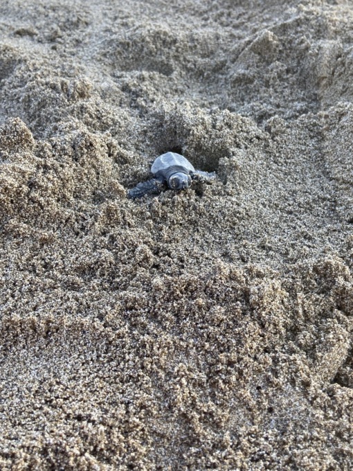 Castiglione della Pescaia (Grosseto), prime tartarughe nate sulla spiaggia di Roccamare