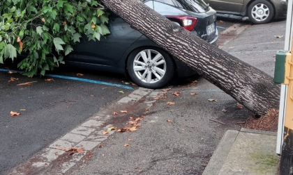 Maltempo, cade albero su un'auto a Firenze: nessun ferito