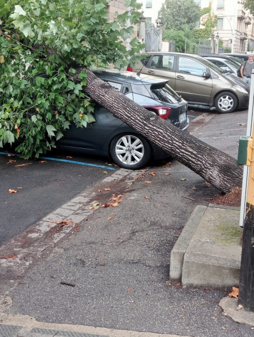 Maltempo, cade albero su un’auto a Firenze: nessun ferito