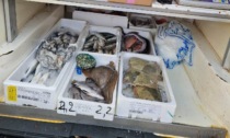 Il frigo era spento e dal furgone arrivava un forte odore di pesce: sequestrati 150kg di prodotti ittici a Prato