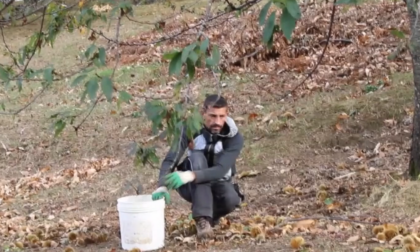 Allarme Coldiretti, marciume castagne: invenduto il 40% della produzione