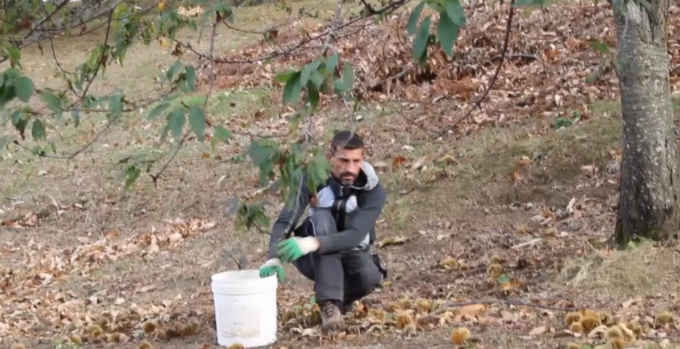 Allarme Coldiretti, marciume castagne: invenduto il 40% della produzione