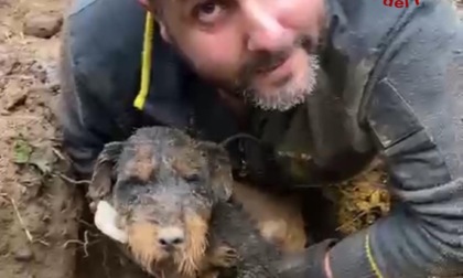 Cane da caccia precipita in una buca, lo salvano i vigili del fuoco