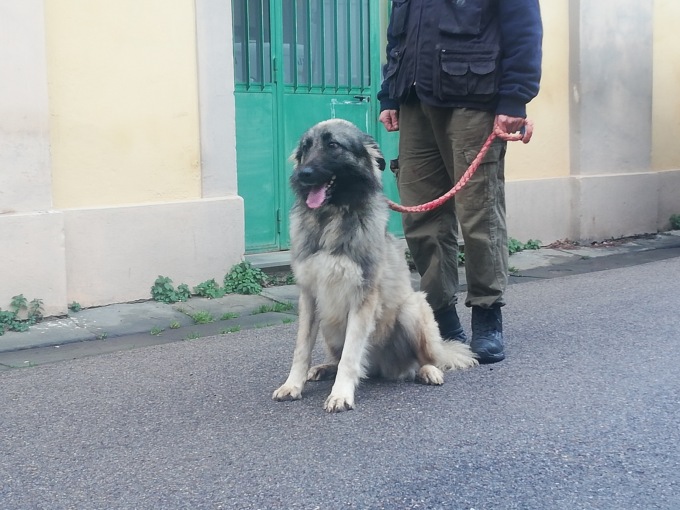 Dall’Ucraina al Chianti. Il lungo viaggio di Roxana e Tanko, due amici a quattro zampe, in cerca di una famiglia e del calore di una casa