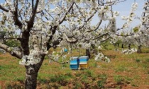 Recuperate 24 varietà antiche di alberi da frutto del Casentino