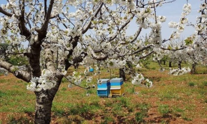 Recuperate 24 varietà antiche di alberi da frutto del Casentino