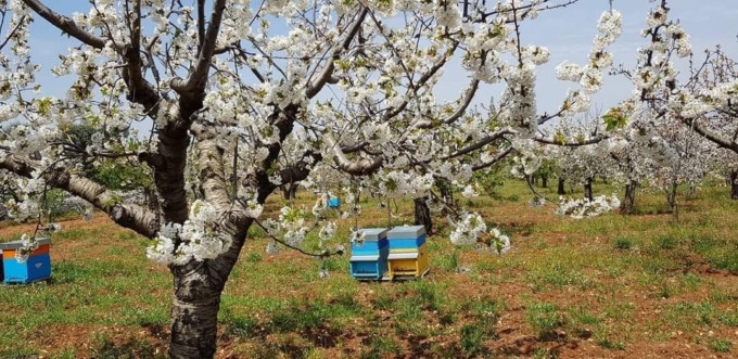 Recuperate 24 varietà antiche di alberi da frutto del Casentino