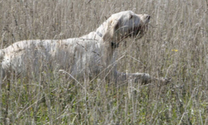 Fa uccidere il cane da un compagno di caccia, poi simula di averlo perso