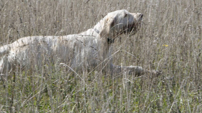 Fa uccidere il cane da un compagno di caccia, poi simula di averlo perso
