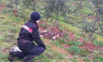 Lupo, geneticamente puro, trovato in una oliveta a Gavorrano. Lo salva la Forestale