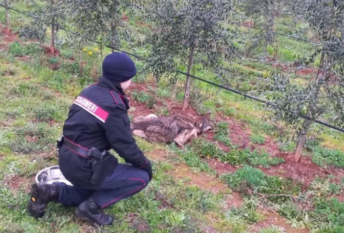 Lupo, geneticamente puro, trovato in una oliveta a Gavorrano. Lo salva la Forestale