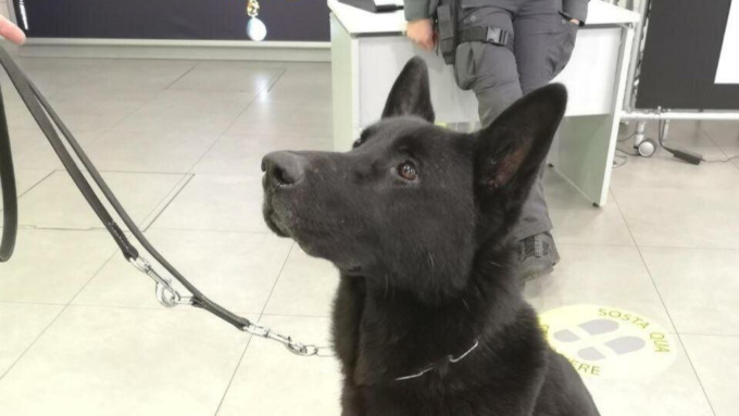 Firenze, morto il cane antidroga Geremy