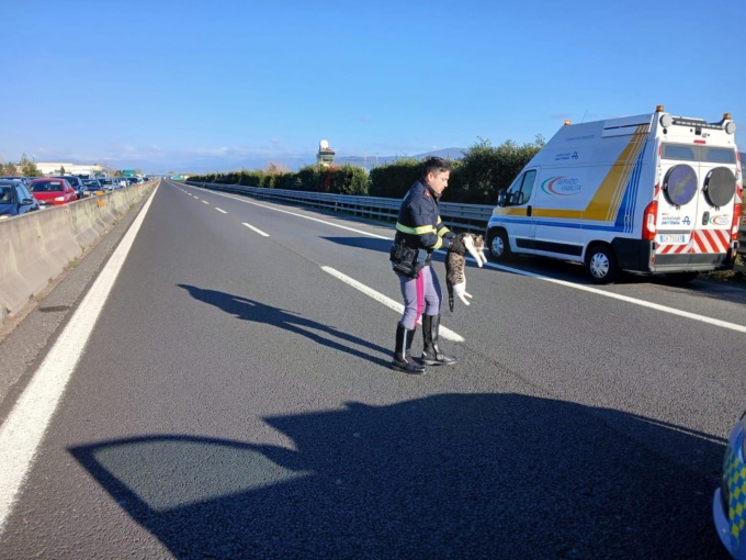 Gattina smarrita sull’A11 salvata dalla Polizia Stradale di Montecatini