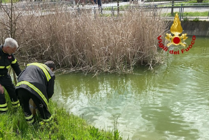 Femmina di germano intrappolata con 17 piccolini, li salva una squadra dei vigili del fuoco