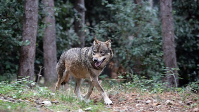 Lupi, Fedagripesca Toscana: “Servono misure urgenti”