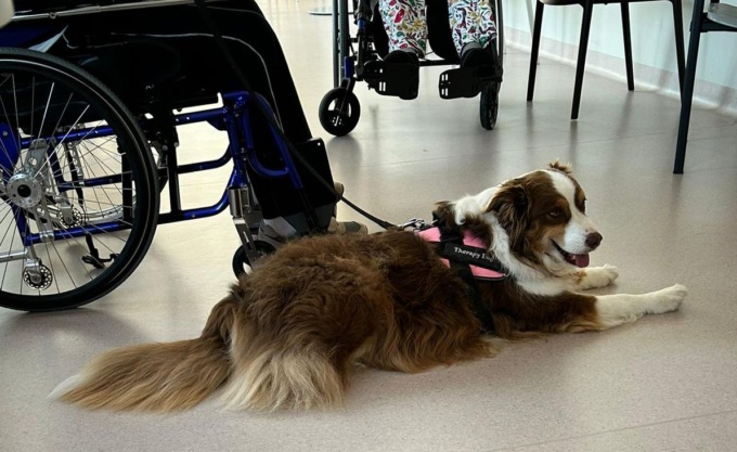 Cani e gatti potranno entrare in strutture sanitarie ed ospedali