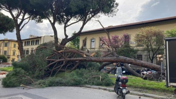 Firenze, pino gigante crolla sul viale De Amicis: nessun ferito
