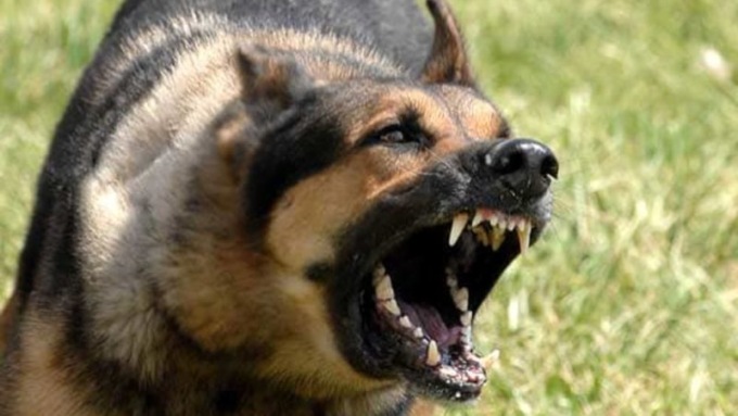 Azzannati da un cane in Versilia, in tre all’ospedale