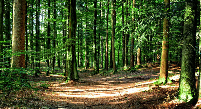 Foreste, dalla Regione 12 milioni