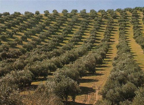 Olivicoltura, perso 40% di oliveti